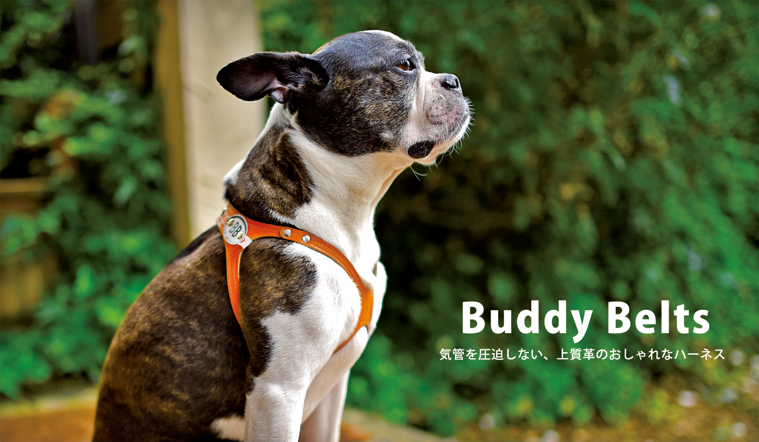 BuddyBelts バディーベルトは気管を圧迫しない上質革のおしゃれなハーネスです