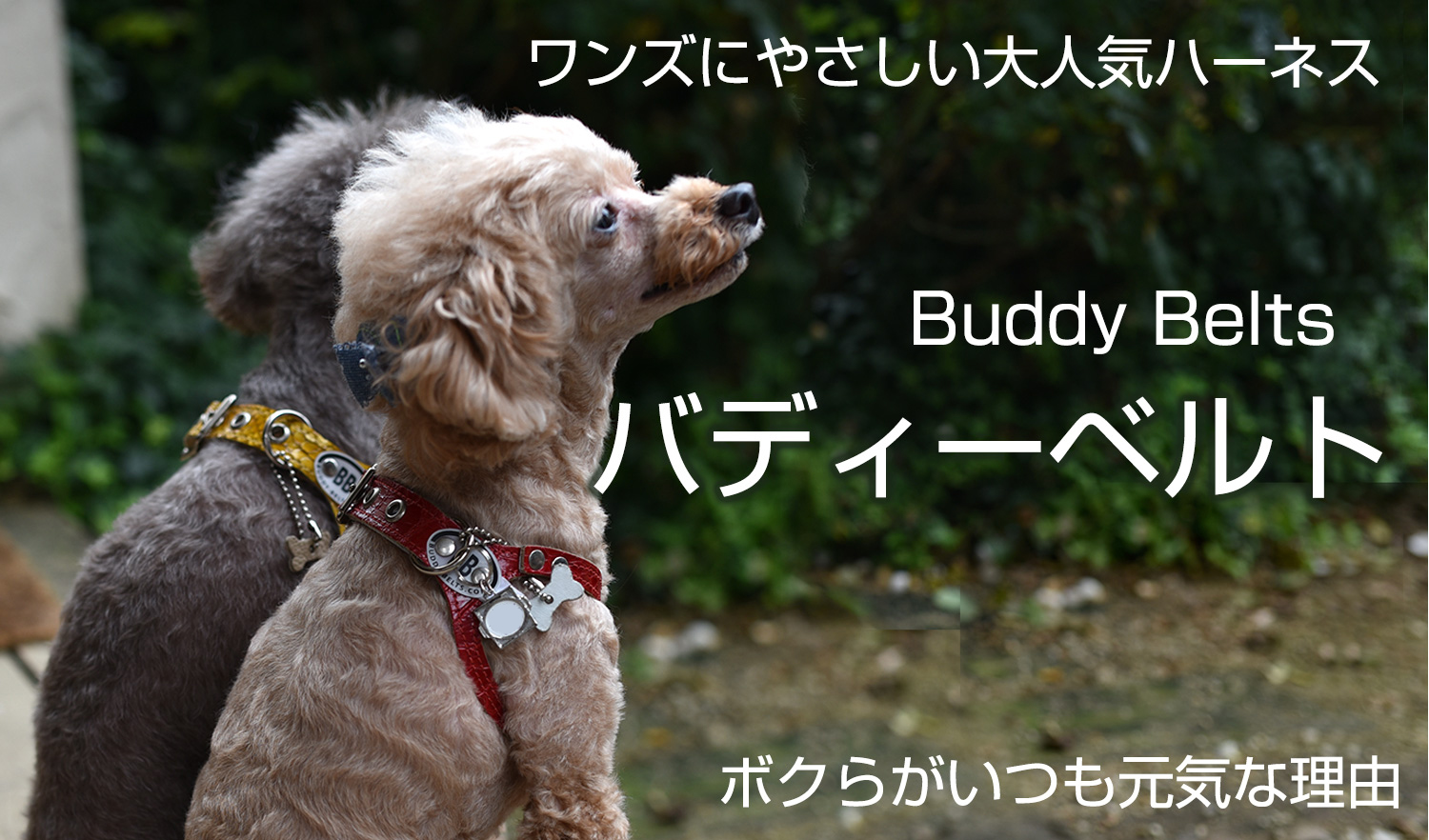 BuddyBelts バディーベルト