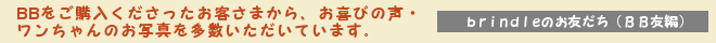 brindleでご購入くださった飼い主さんからのメッセージ、ワンちゃんのお写真はbrindleのお友だちページへ